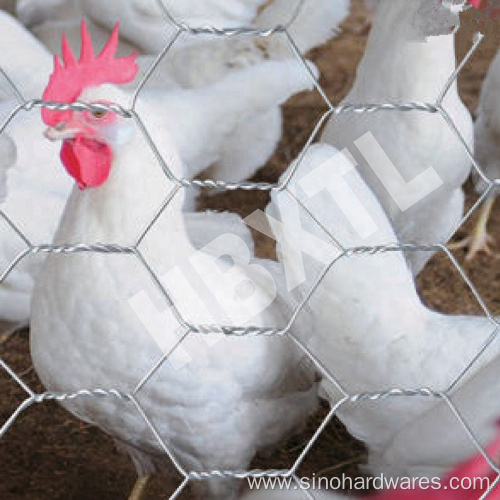 Electric Galvanized Poultry Fence Chicken Wire Mesh